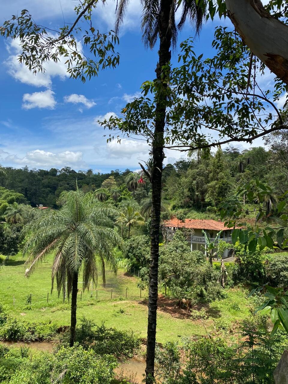 Vista elevada da casa sede entre palmeiras e vegetação