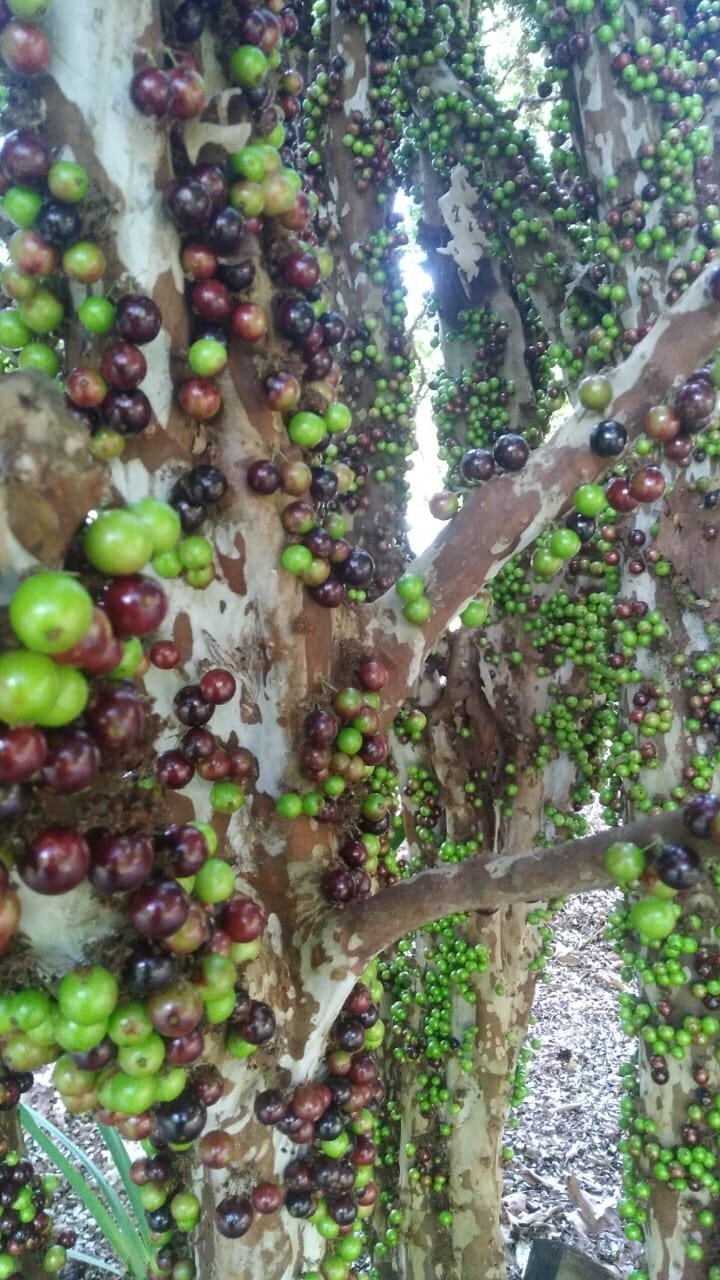 Jabuticabeiras carregadas de frutos